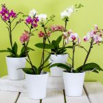 orchids-595242_1920